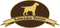 Allevamento Labrador